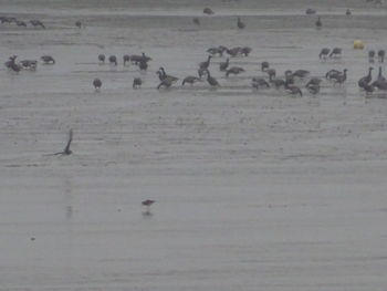 Flock of birds on beach