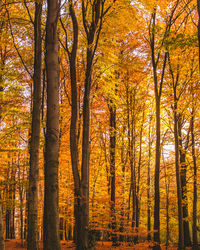 Trees in forest during autumn