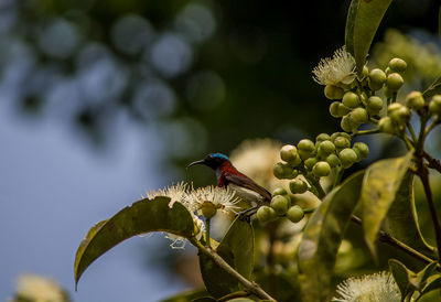 Close-up of insect on plant