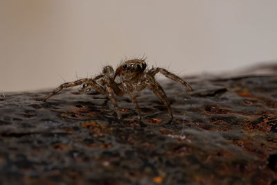 Close-up of spider