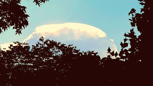 Low angle view of silhouette trees against sky