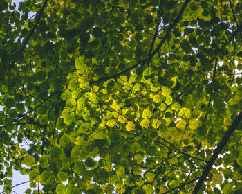 Close-up of tree