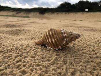 Close-up of seashell on beach