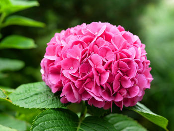 Close-up of pink flowering plant