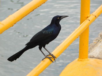 Close-up of bird perching on metal railing