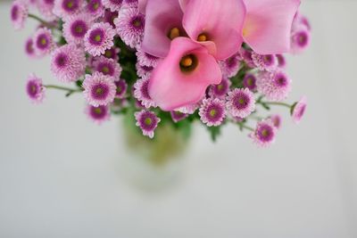 Close-up of pink flowers