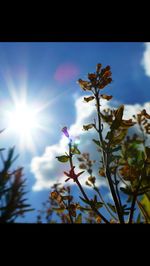 Low angle view of flowers against sky