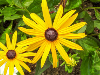 Close-up of yellow flower