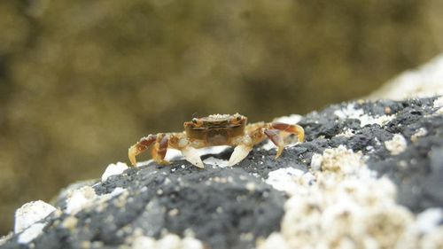 Close-up of lizard on rock