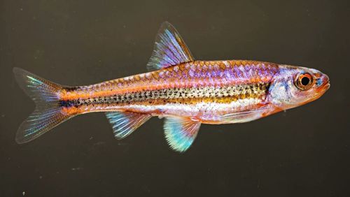 Close-up of fish underwater