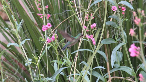 Close-up of flowers growing in field