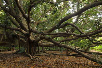 Trees growing in forest