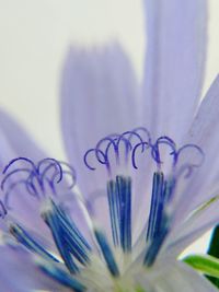 Close-up of flower against blurred background