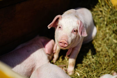 Close-up of piglet