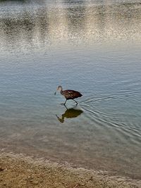 High angle view of bird in lake