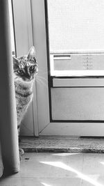 Portrait of cat sitting on window sill