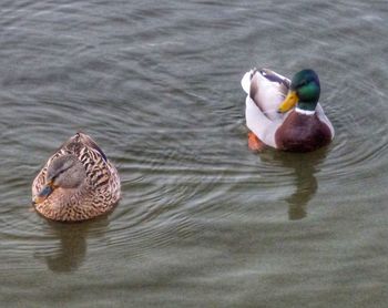 High angle view of duck swimming in lake