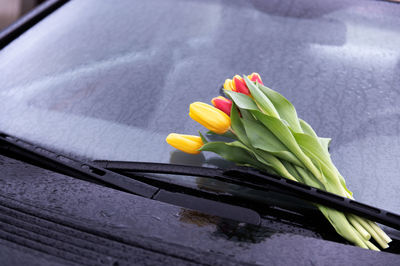 Red yellow tulips in rain on windshield of car as a gift and declaration of love