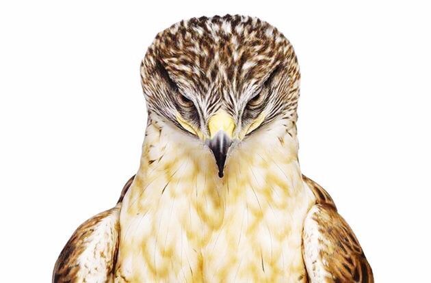 animal themes, animals in the wild, bird, one animal, wildlife, studio shot, white background, close-up, bird of prey, copy space, clear sky, natural pattern, feather, beak, no people, nature, cut out, zoology, animal head, pattern
