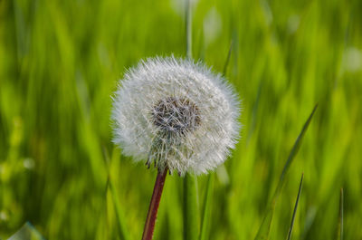 Close-up of dandelion flower on field