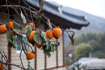 Persimmons growing on tree by house