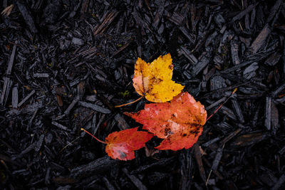 High angle view of maple leaves fallen on field