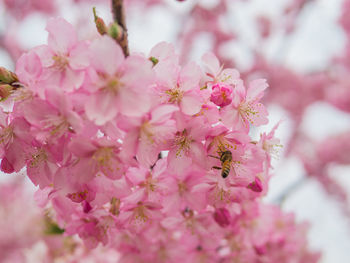 Close-up of insect on pink flowers