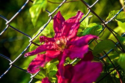 Close-up of red flowers