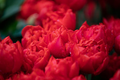 Close-up of pink rose flower