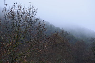 Trees in forest against sky