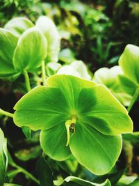 Close-up of green plant