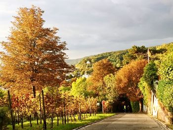 Autumn trees on landscape against sky