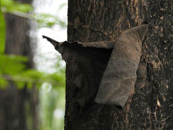 Close-up of lizard on tree trunk