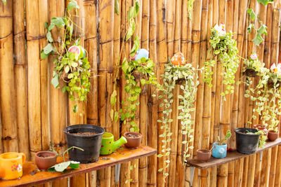 Potted plants in bowl against wooden wall