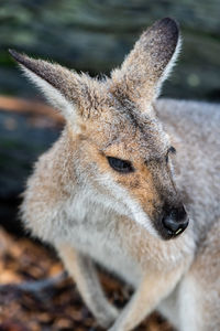 Close-up of deer on field