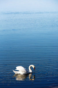 High angle view of swan swimming in lake