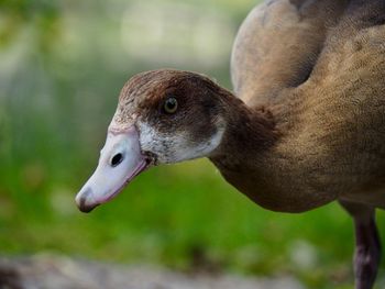 Close-up of duck