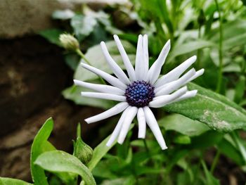 Close-up of purple flowering plant