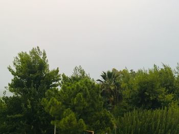 Low angle view of trees against clear sky