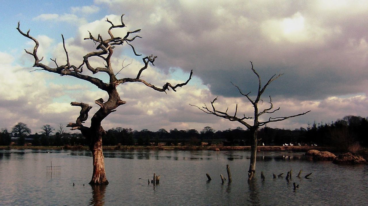 BARE TREES AND PLANTS IN LAKE AGAINST SKY