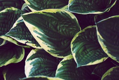 Close-up of fresh green leaves