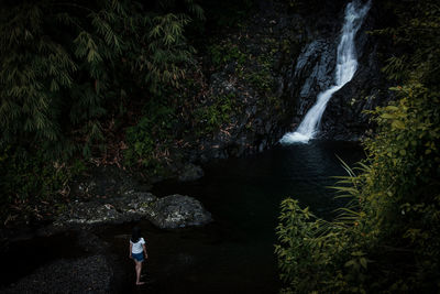 Scenic view of waterfall in forest