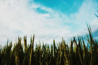 Cloudy sky and rice plant