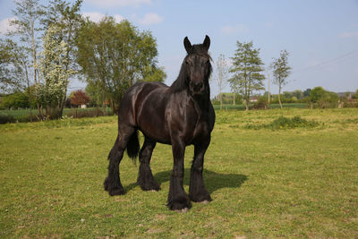 Icelandic horse on field at ranch against sky