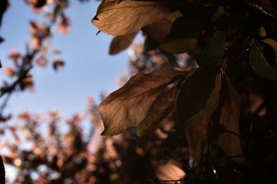 Low angle view of flowering plant against sky