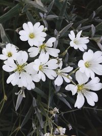 Close-up of white flowers blooming outdoors