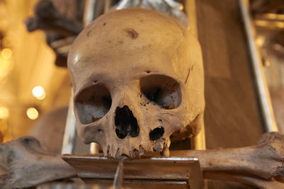 Close-up of human skull