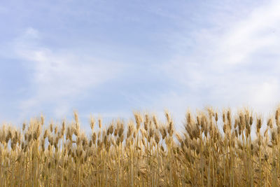 View of stalks in field against sky