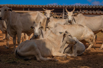 Cows on field