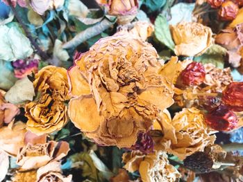 Close-up of dry flowers